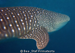 Our first Whaleshark. Photo taken by our buddy Didier. Ar... by Bea & Stef Primatesta 